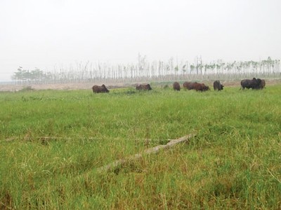 “Siêu đô thị” Mê Linh hoang vu sau 5 năm triển khai